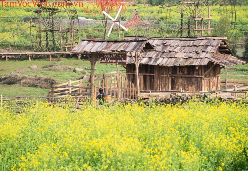 Cánh đồng cải vàng trong bản Cát Cát.