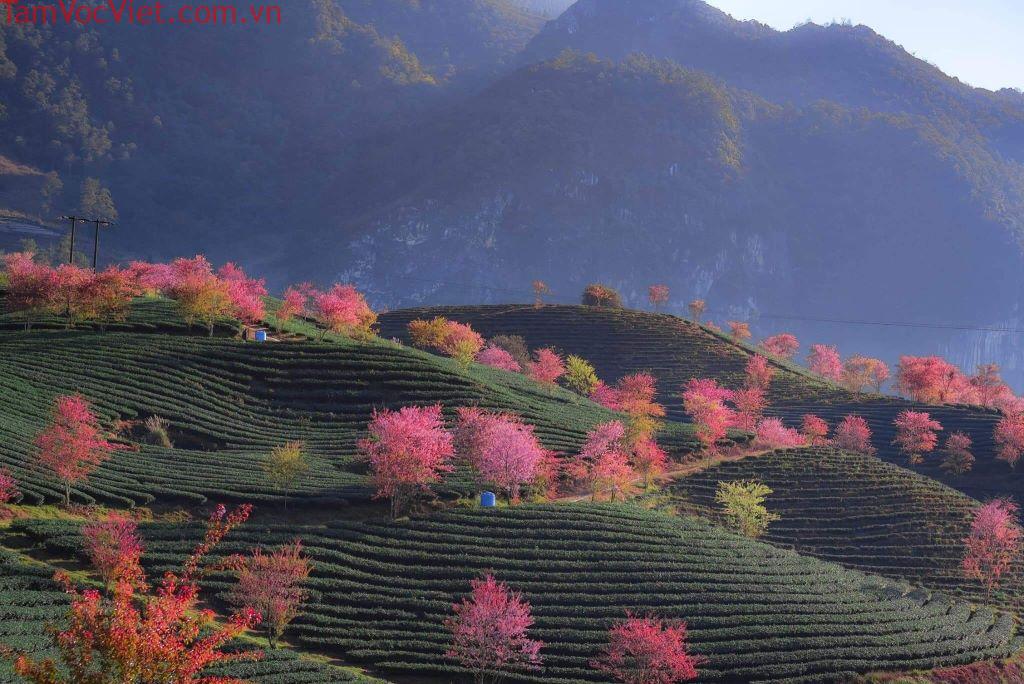 Hoa đào nở trong đồi chè Ô Long.