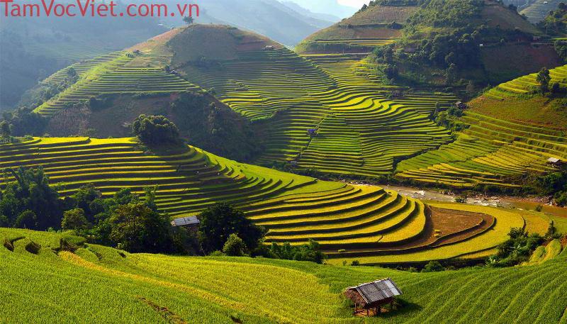Lúa chín vàng trong bản Lao Chải, Sa Pa.