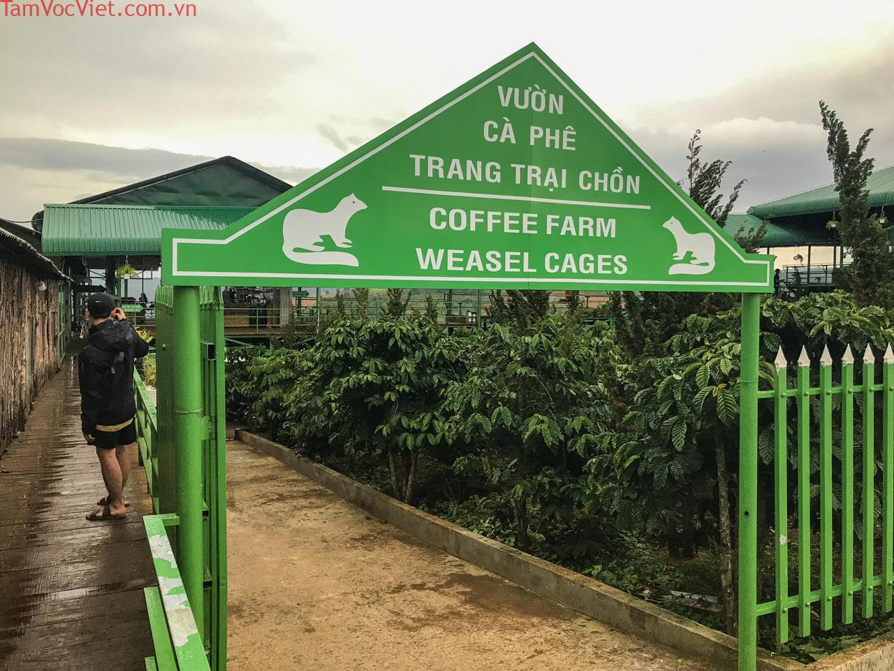 Drinking Dalat coffee at a coffee farm | Trip.com Ta Nung