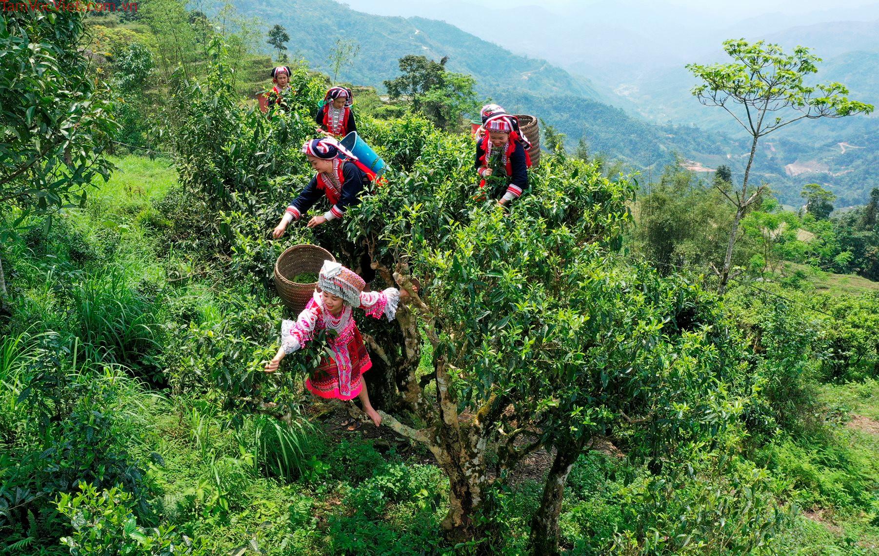 Những cây Trà Shan tuyết cổ thụ Tà Xùa - Tìm đường xuống phố - Bách Liên