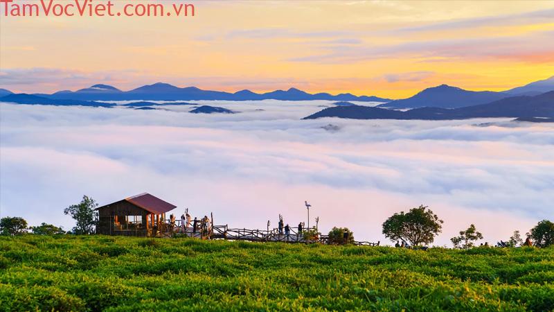 Kinh nghiệm đi đồi chè Cầu Đất Đà Lạt săn mây 2025 - Samten Hills