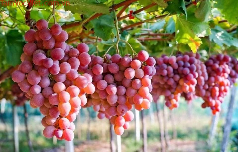 Nâng tầm thương hiệu nho Ninh Thuận