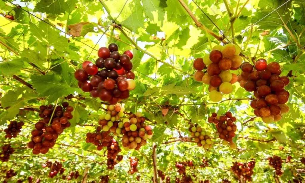 Vườn nho Thái An: Đặc sản vùng đất nắng gió Ninh Thuận