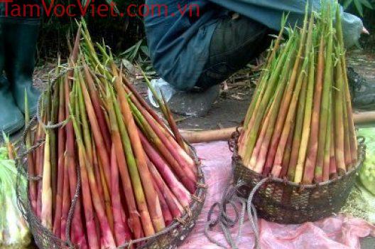 Thơm ngon đặc sản măng trúc Yến Tử